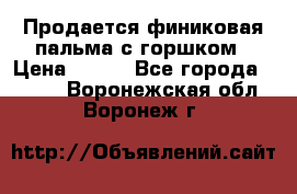 Продается финиковая пальма с горшком › Цена ­ 600 - Все города  »    . Воронежская обл.,Воронеж г.